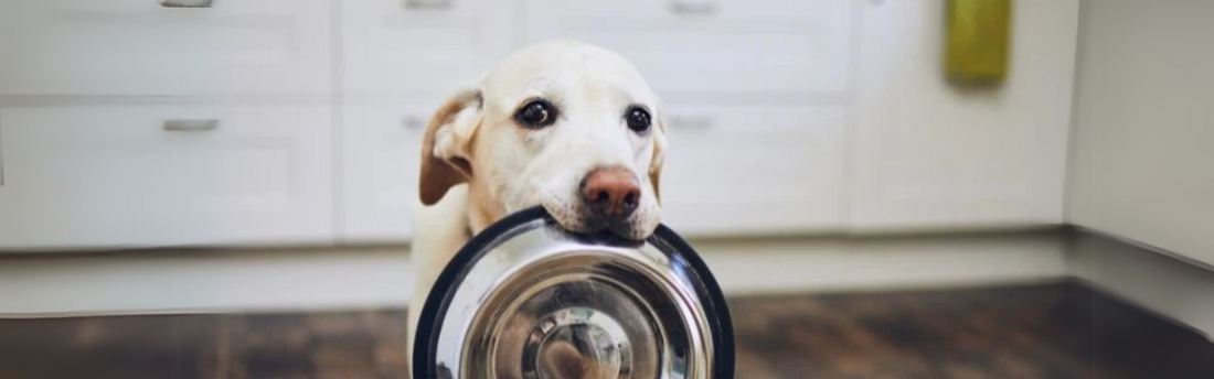 The Best Dog Food for Allergies in 2025