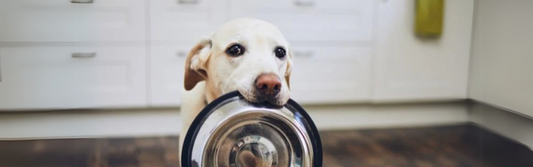 The Best Dog Food for Allergies in 2025