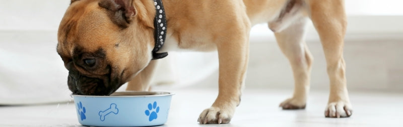 Quinoa for Dogs: A Superfood for Your Canine Companion