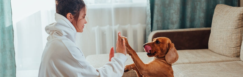 The Best Dog Food for Skin Allergies in 2025